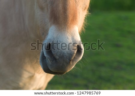 Fjord horse chewing