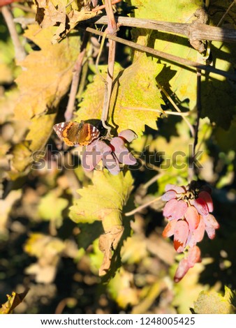 Butterfly on the grape