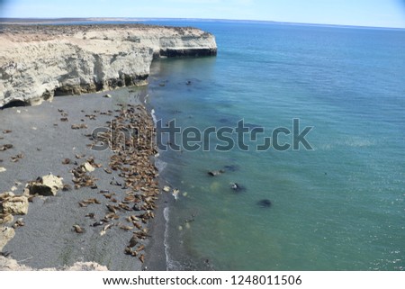 Sea lions from a panoramic point in Puerto Madryn, Chubut, Argentine Patagonia, during the noon in October Royalty-Free Stock Photo #1248011506