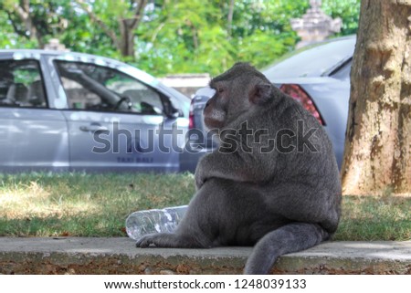 Wild big monkey in Bali sitting in the park next to an empty plastic bottle