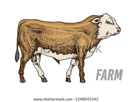 Farm cattle bull or cow. natural milk and meat. Different breeds of Farm domestic animal. Engraved hand drawn monochrome sketch. Vintage line art.