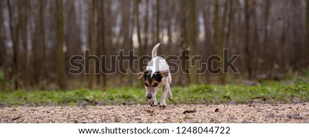 Purebred tricolor Jack Russell Terrier. Cute little dog follows a trail on a path between trees, grass, stones.