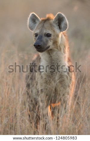 Spotted Hyaena, (Crocuta crocuta) in South Africa's Kruger Park in the early morning light.