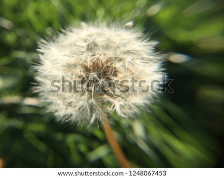 Close Up Of Dandelion ( Make a Wish)