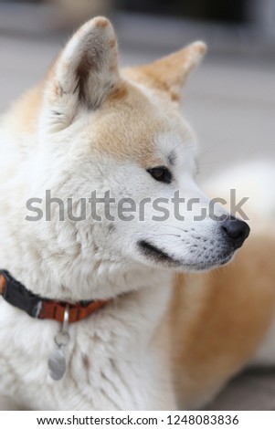 Portrait closeup of a healthy adult akita dog