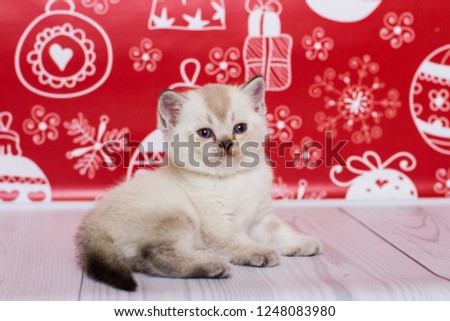 
Scottish straight kitten on a red Christmas background