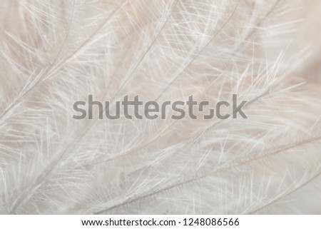 Airy soft fluffy down feathers background, soft focus. Natural macro texture of bird detail down feathers.