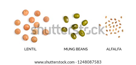 Vector realistic 3d illustration of legumes collection isolated on white background. Edible legume of lentils, mung beans and alfalfa top view Royalty-Free Stock Photo #1248087583
