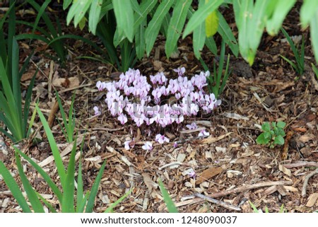 A clump of pink Cyclamen cyprium flowers growing among woodchips under various plants using a bokeh effect
