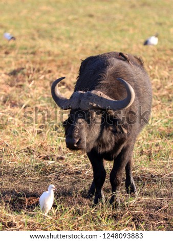 Funny picture of a big Buffalo looking at a white bird in front of him during a safari
