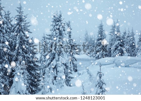 Frozen white spruces on a frosty day. Location Carpathian mountain, Ukraine, Europe. Alpine ski resort. Exotic wintry scene. Perfect winter wallpaper. Happy New Year! Discover the beauty of world.