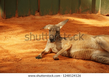 kangaroo relaxing in the clay