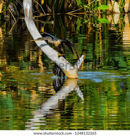 Scenic view of an anhinga climbing up a  dead tree in the Wacodahatchee Wetlands in Florida.