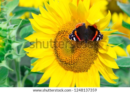 Close-up of colorful red black butterfly flying on yellow orange bright sunflowers on field