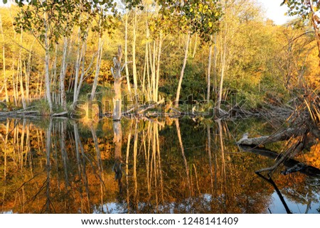 Symmetric reflection of trees at a pond with full of fall clorls at Golden gardens park, Seattle Washington on a late afternoon