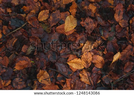 Wet autumn leaves on the ground