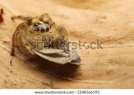 Hyllus semicurupus female eat butterfly