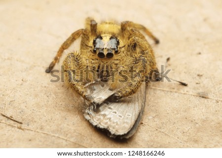 Hyllus semicurupus female eat butterfly