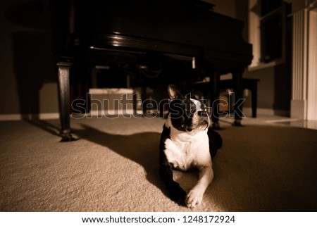 Dog Under the Piano
