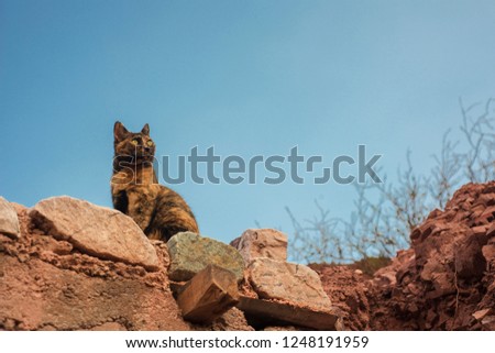 cat lying on a mountain of dirt and red rocks, looking far away