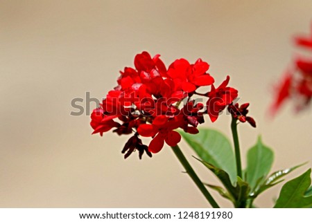 Red wild flower