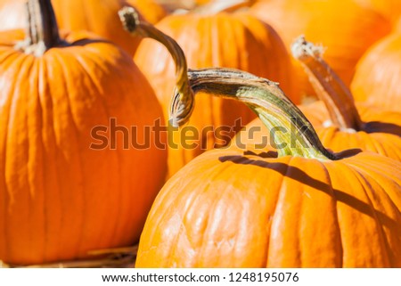 Closeup of pumpkins in a pumpkin patch. Background picture for Halloween and Thanksgiving.