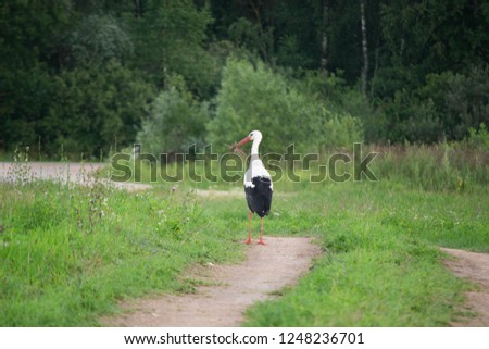 stork in the field in summer