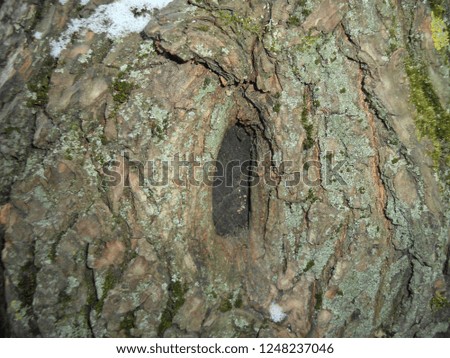 bark of an old tree in moss in winter

