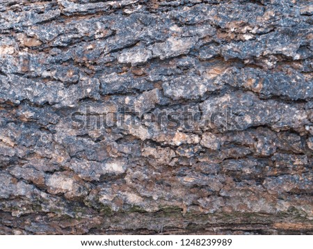 close up bark tree surface texture abstract background with copy space for text