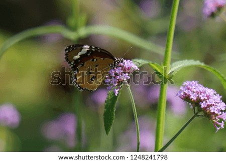 Butterfly and flowers 