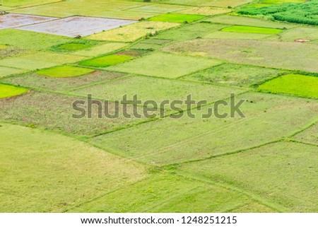close view of greenery paddy field looking awesome of divided farmland.
