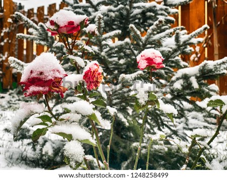 Frozen flowers under the snow on blurred background. The beginning of spring