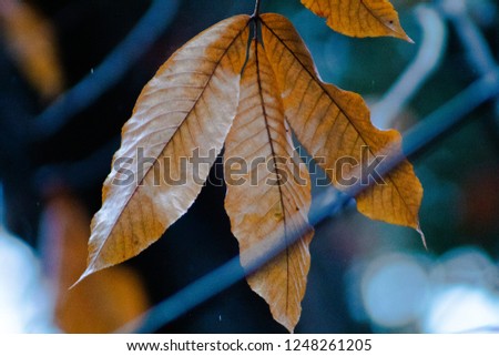 Three Autumn Leaves