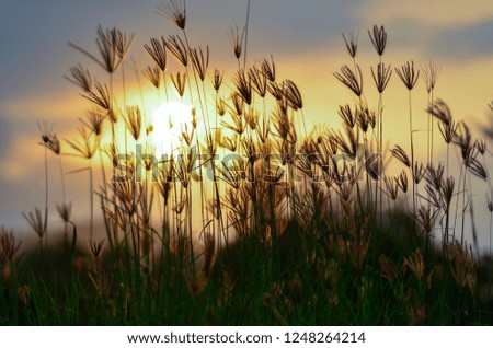 Silhouette​ of​ grass​ flower​ on​ golden​ light​ of​ sunset