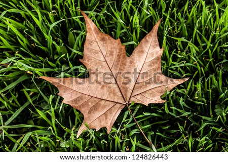 Autumn leaf in macro closeup ( HDR image )