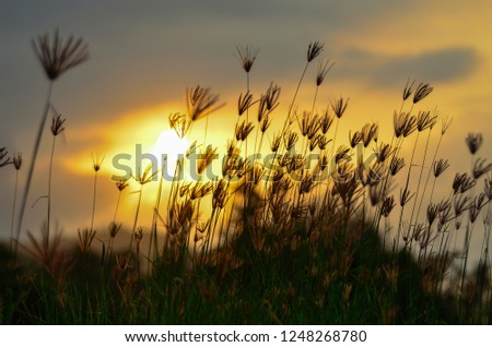 Silhouette​ of​ grass​ flower​ on​ sunset​ light​ background​