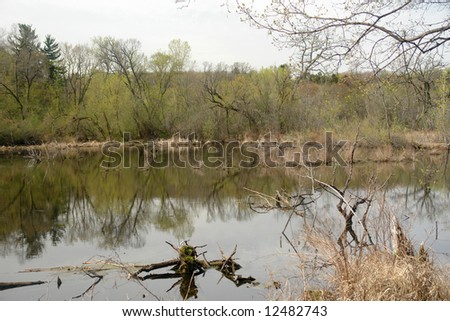         A picture of a reflection in small lake in deep woods