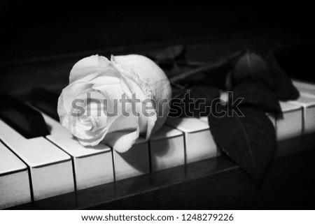 White rose on piano keys.