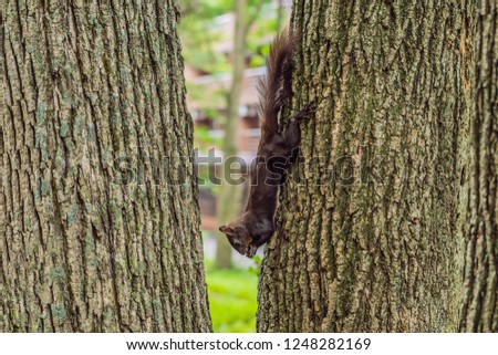 cute red squirrel sitting on tree trunk on blurred forest background