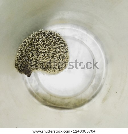 alone hedgehog prepares bathing
