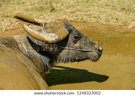 buffalo in mud, digital photo picture as a background