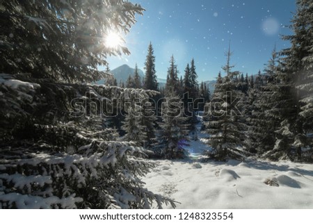 Panoramic winter background with sunlight and picturesque snow fall
