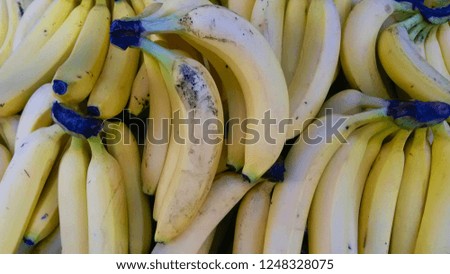 Beautiful image of fresh bananas. Colorful yellow bananas pictured under the daylight.