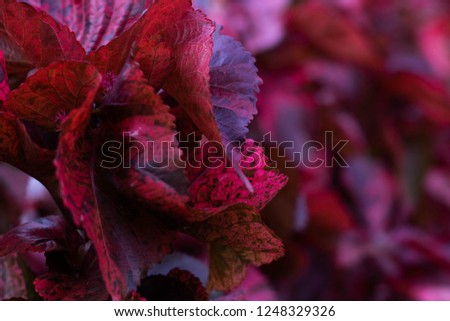 Red spotted leaf bush