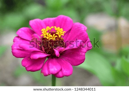 beautiful pink flowers