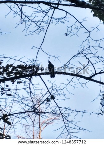 Birds high on a tree and blue sky, beautiful atmospheric photo. Pigeons on the branch