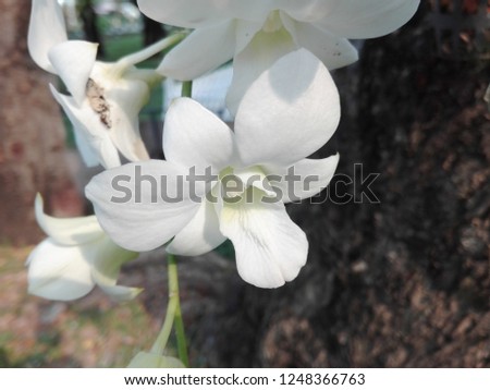 photo Flower Orchid