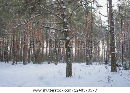 Winter in the Pine Forest. Nature in the vicinity of Pruzhany, Brest region,Belarus.