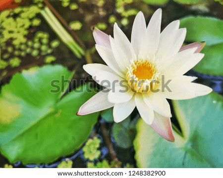 colorful lotus with green leaf  on lotus pond