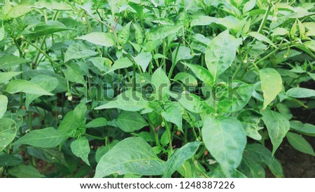 Green ripe chillies in plant garden with sunlight with blur tree background
